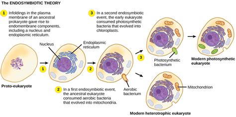 Eukaryotic Origins Concepts Of Biology