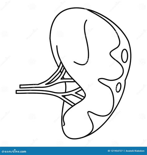 Human Spleen Icon Outline Style Stock Vector Illustration Of Immune