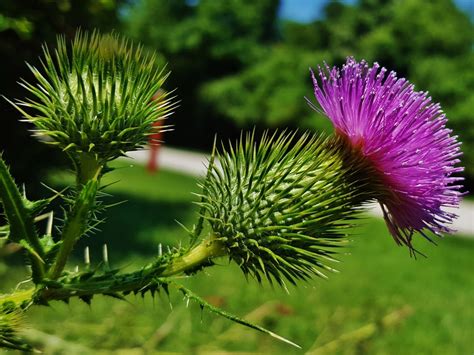 Bull Thistle College Of Agriculture Forestry And Life Sciences
