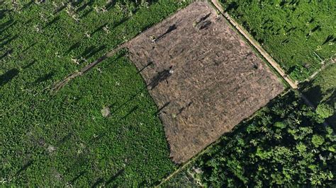 Deforestation In Brazils Amazon Rainforest Falls 57 In September