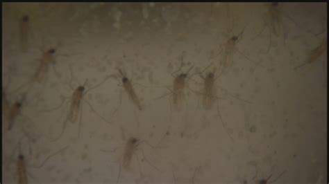 Number Of West Nile Virus Cases Increase In Houston Harris County