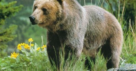 Image Detail For Grizzly Bears Animals Wallpaper 13128534 Fanpop