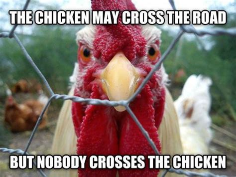 A Chicken That Is Standing Behind A Barbed Wire Fence With The Caption Nobody Crosses The Road