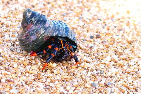 Elegant Hermit Crab Kaiaka Beach Park Haleiwa Oahu Hawa Flickr