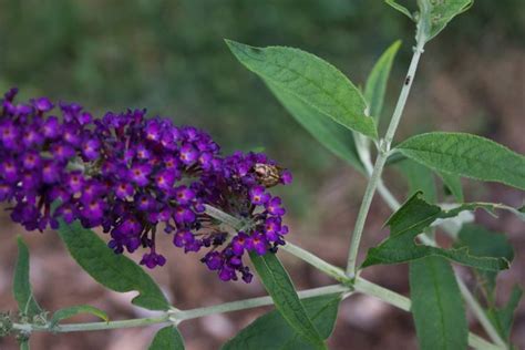 How To Prune Butterfly Bushes Hunker