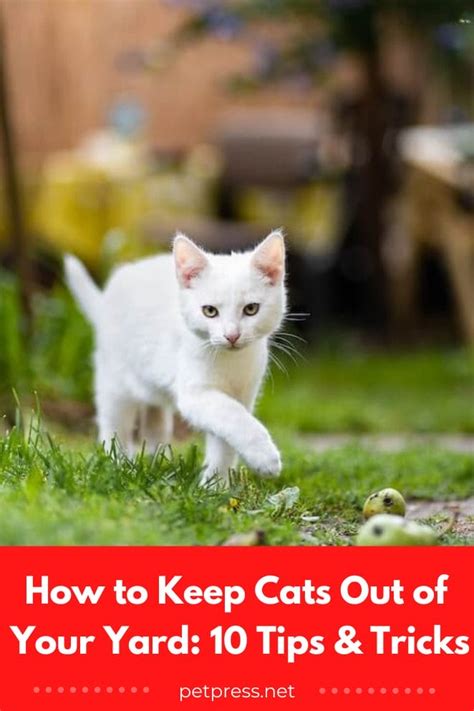 How To Keep Cats Out Of Your Yard 10 Tips And Tricks