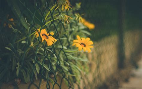 Wallpaper Sunlight Depth Of Field Sunset Flowers Nature Grass