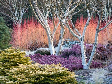 How To Design Your Garden For Winter Interest Garden 911 Healthy