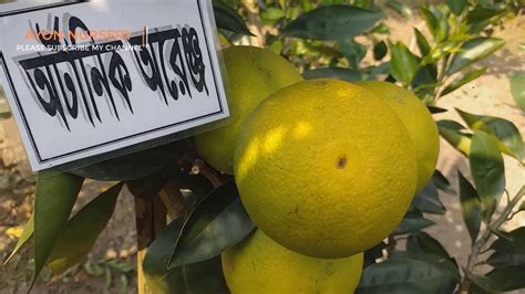 বাংলাদেশে ধরেছে ইতালির মিষ্টি অরেঞ্জitalian Oranges In Bangladesh