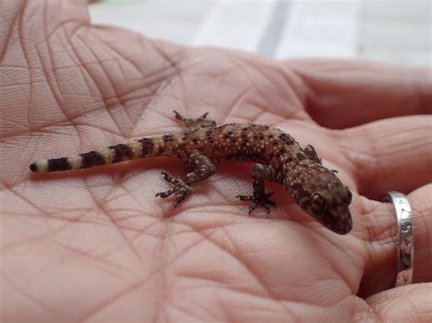 It was found right at the edge of their range, and was completely unexpected. Gotta getta gecko | Notes from a California naturalist