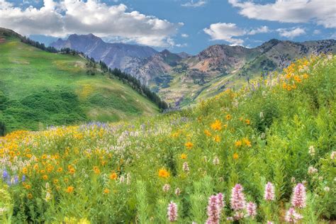 Albion Basin Wildflowers By Utah Images