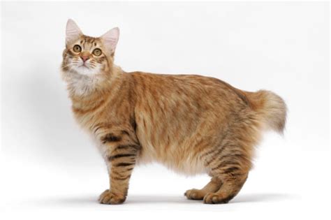 Also in the bottom left of the page several parts of wikipedia pages related to the word misai and, of course. 10 baka kucing paling rare. Meh pilih - KEKUCING