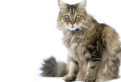 Ragamuffin Cat Breeds Breed Information Mad Paws Blog