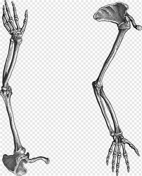 Skeleton Arm And Hand Drawing