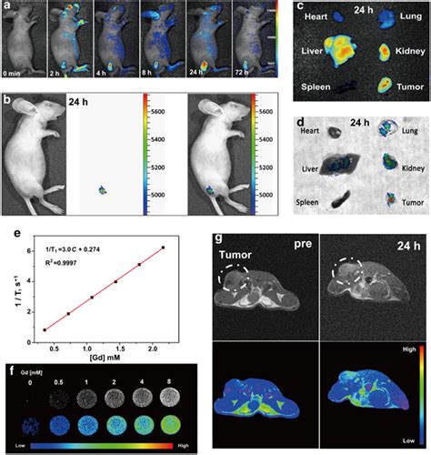 In Vivo Fluorescence Images Of A Tumor Bearing Mouse At Different Time