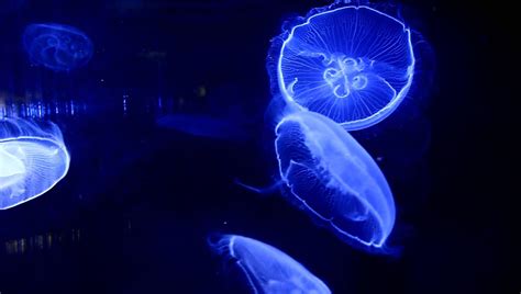 Fluorescent Jellyfish Glow In The Dark Light Painting Photography
