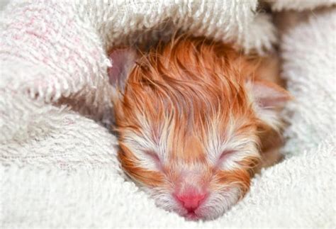 Cat Birthing Basics Delivering Kittens Safely Petmd