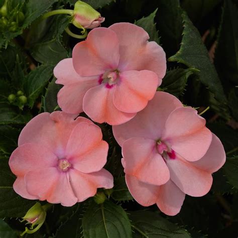Impatiens Sunpatiens Compact Blush Pink From Babikow Wholesale Nursery