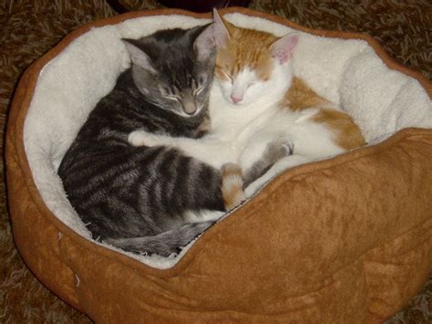 Orange Kittens Cuddling