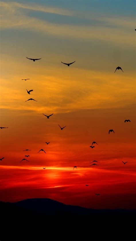 2160x3840 Birds Flying Towards Sunset 4k 5k Sony Xperia Xxzz5 Premium