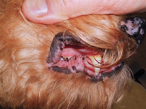 Lip Disease In Dogs