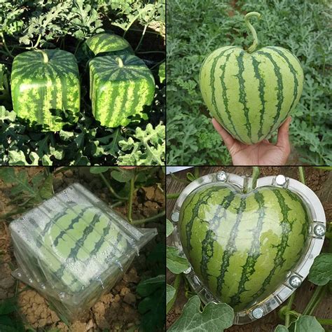 Glanz Thema Meine Square Watermelon Box Kit Mold Große Auswahl Teuer