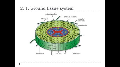 Class 11 Bio Ground Tissue System Youtube