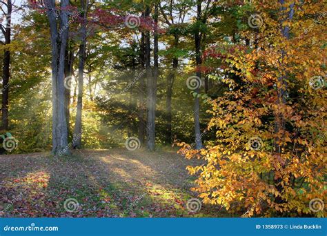 Late Afternoon Autumn Stock Image Image Of Inspiration 1358973