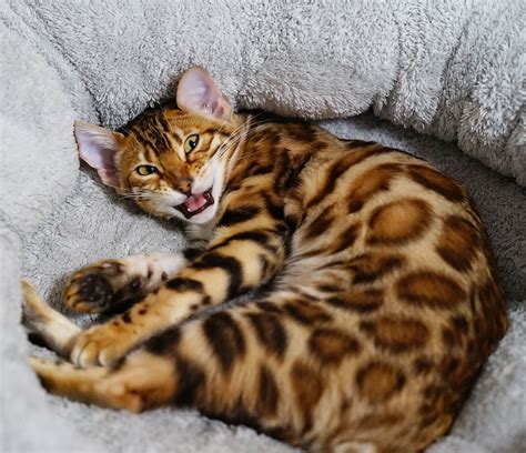 Ashmiyah Bengal Cats Adelaide South Australia