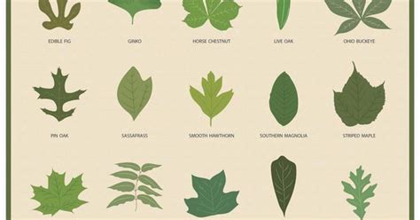 Leaf Identification Guide Infographic Leaf Identification And Gardens