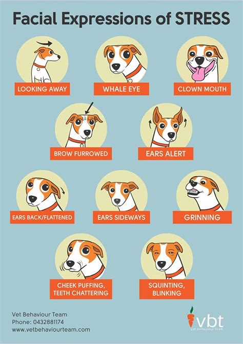 Is Your Dog Stressed Know The Signs