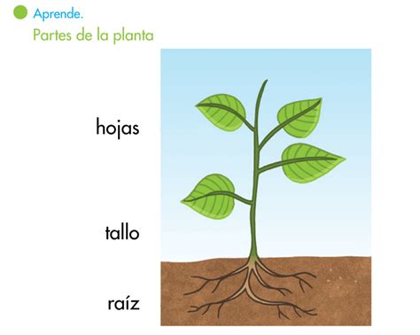 Mi Rinconcito De Primaria Las Plantas