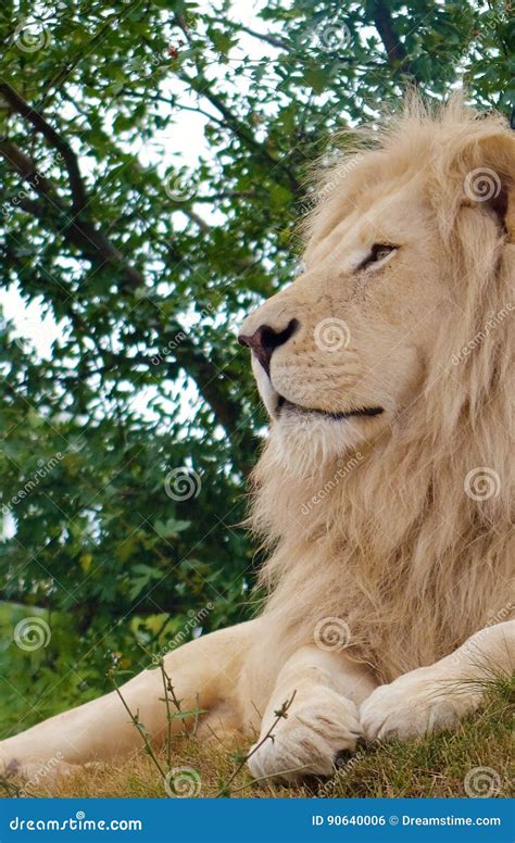 White Male Lion Editorial Photo Image Of Male Lion 90640006