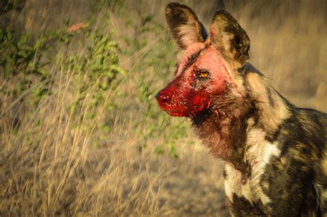 Determined Hyena Takes On Pack Of Wild Dogs Londolozi Blog