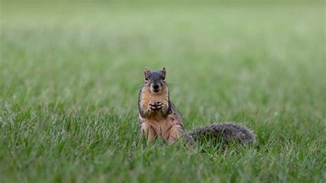 Ground Squirrel Eating Nut Image Free Stock Photo Public Domain