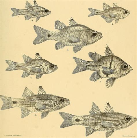 Image From Page 371 Of The Fishes Of India Being A Natural History Of