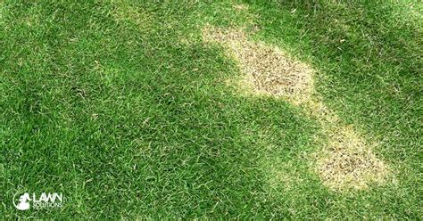 Why Does My Lawn Have Brown Patches Lawn Solutions Australia