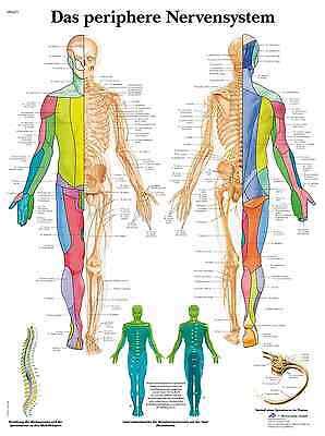 Das Periphere Nervensystem Lehrtafel Anatomie X Cm Poster Ebay