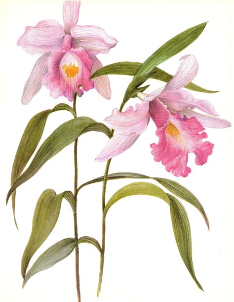 Orchid Print Set Of 4 Vintage Pink Orchid Prints Botanical Art Etsy