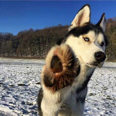 1181 Best Siberian Huskies Images On Pinterest Huskies
