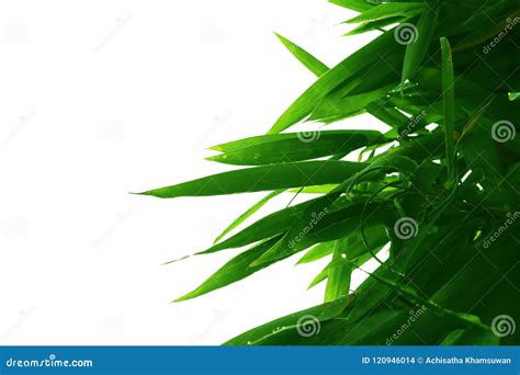 Green Leaves Of Bamboo On The Branch Of Tree Shape Isolated On White