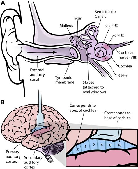 The Inner Ear Diagram