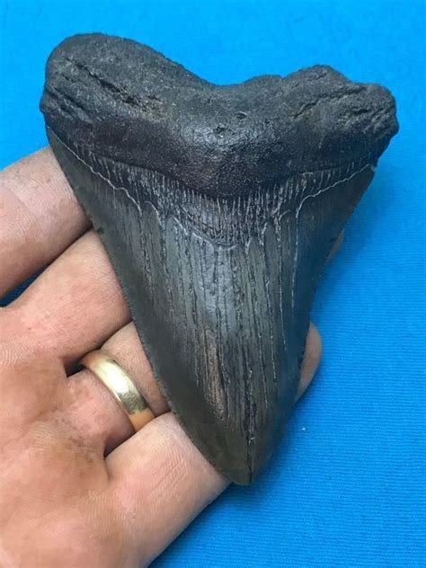 Carcharodon Megalodon Tooth Fossil Extinct Prehistoric Catawiki