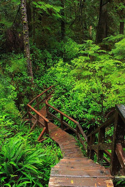 Rainforest Trail Tofino Trails Pacific Rim National Park Hiking