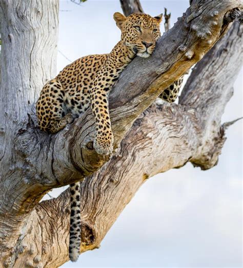 Best Zimbabwe Safari Tours 2021 2022 Zicasso