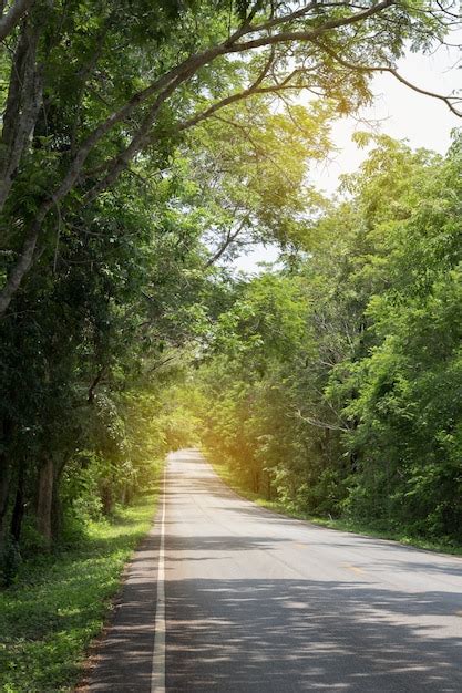 Camino Con árboles Verdes Alrededor Y árboles Que Se Inclinan Sobre El