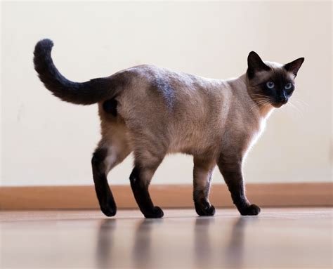 36 best photos siamese cat personality siamese cat breed profile history and personality