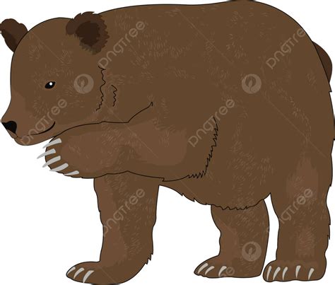 Oso O Ursus Arctosillustration Imagen De Pata Peluda Vector Png