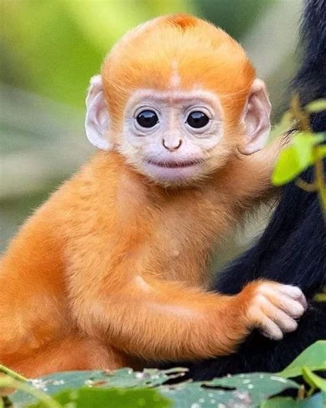 Pin By Sergejs Visockis On Monkeys Pet Monkey Baby Animals Cute