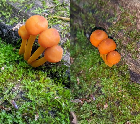 Orange Mushrooms That Stain Your Hands Ohio Us Rshroomid
